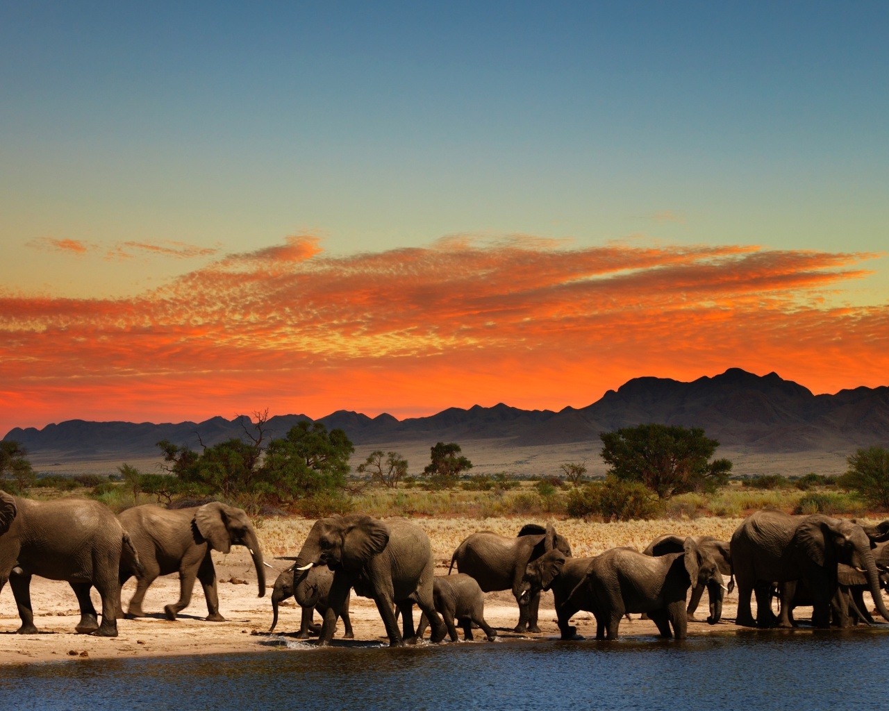 Das Herd of elephants Safari Wallpaper 1280x1024
