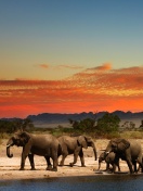 Обои Herd of elephants Safari 132x176