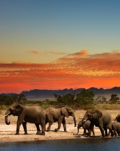 Herd of elephants Safari wallpaper 176x220