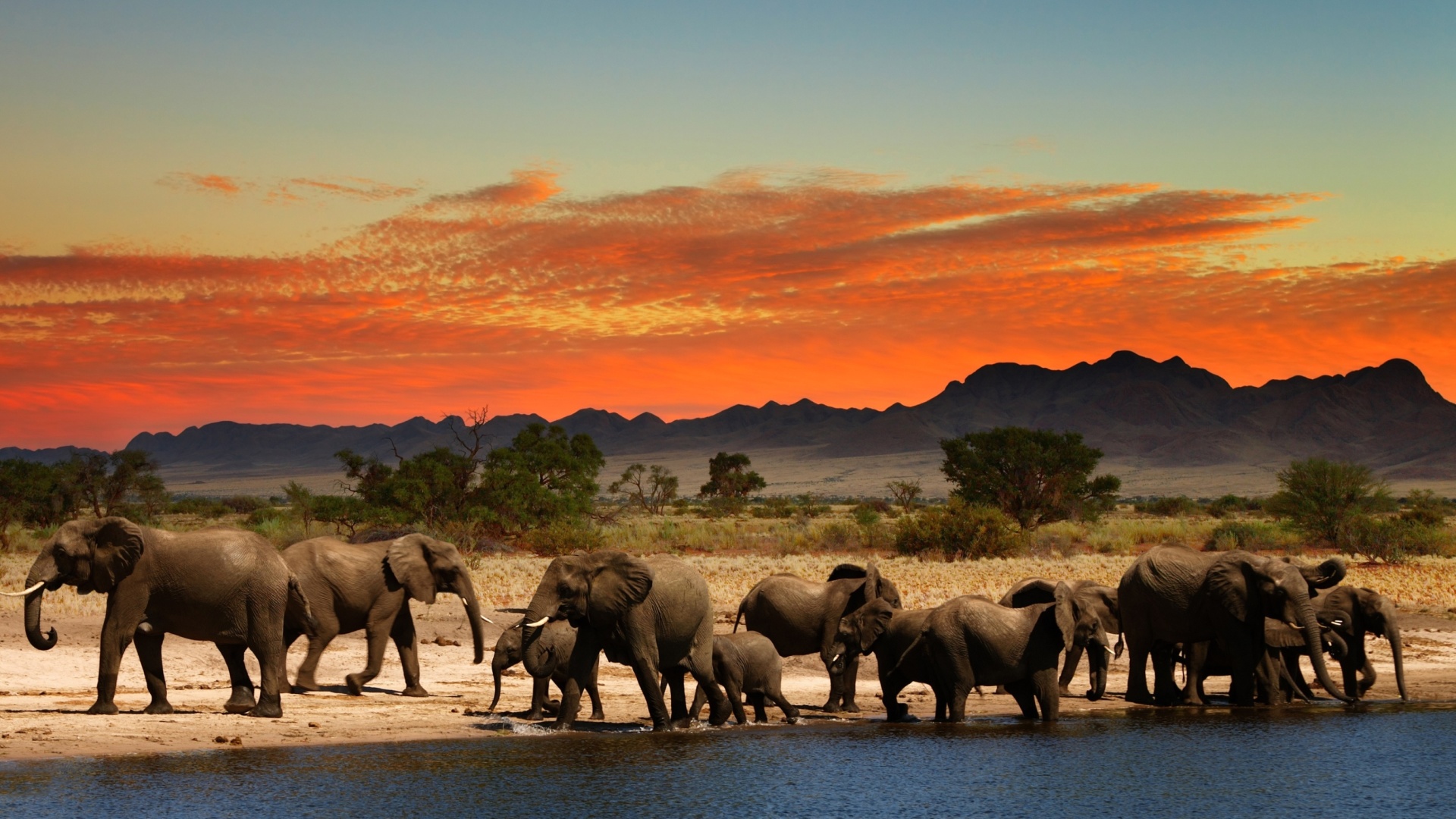 Обои Herd of elephants Safari 1920x1080