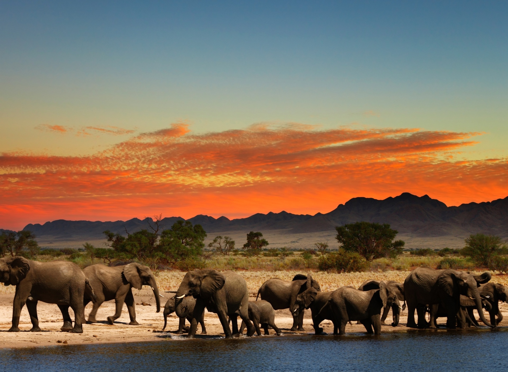 Обои Herd of elephants Safari 1920x1408