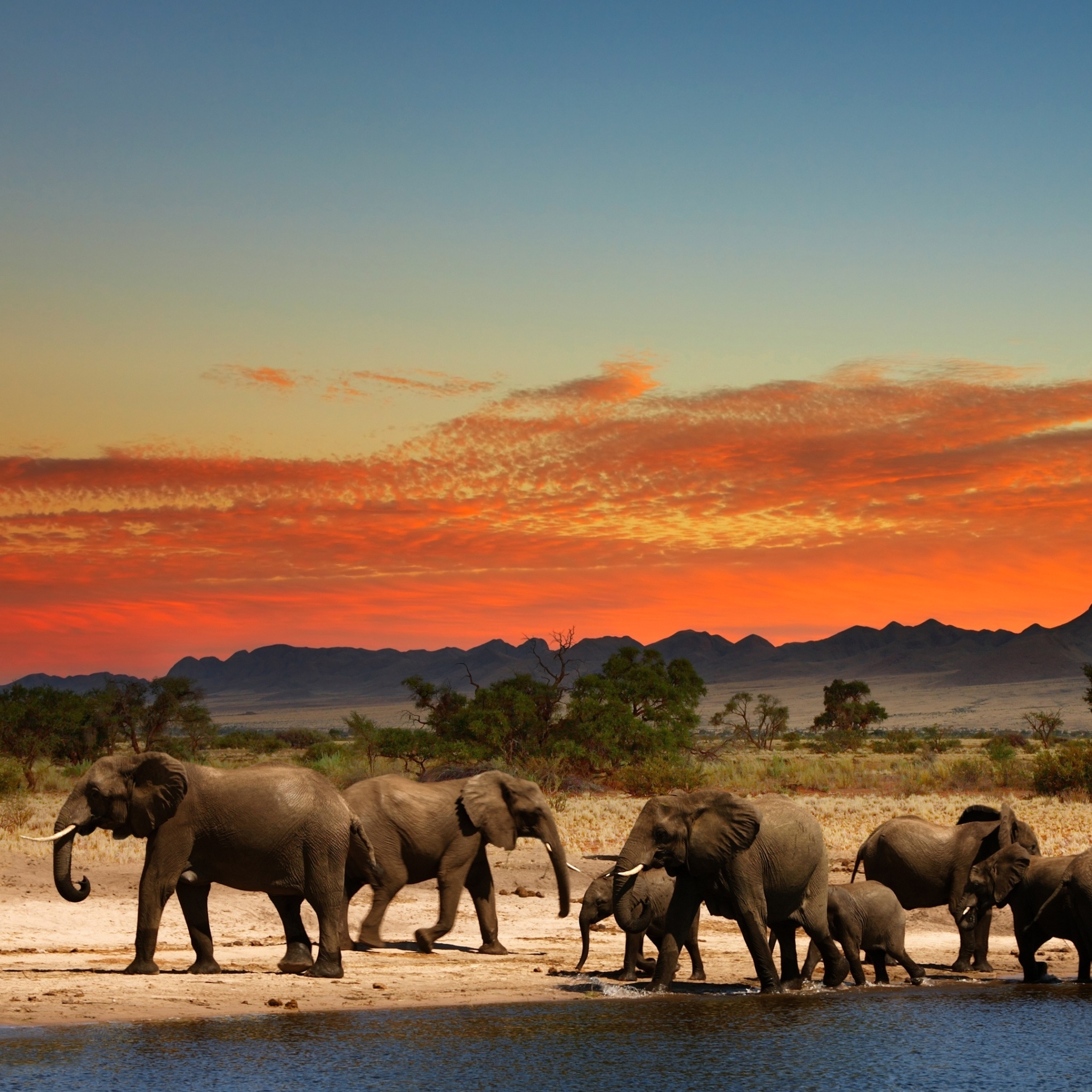 Fondo de pantalla Herd of elephants Safari 2048x2048