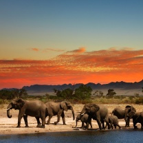 Das Herd of elephants Safari Wallpaper 208x208