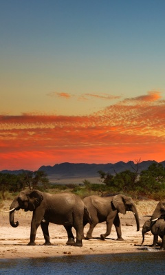 Fondo de pantalla Herd of elephants Safari 240x400