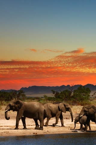 Fondo de pantalla Herd of elephants Safari 320x480
