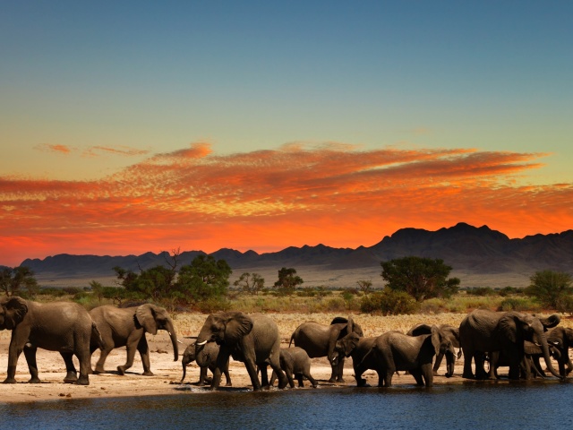 Fondo de pantalla Herd of elephants Safari 640x480
