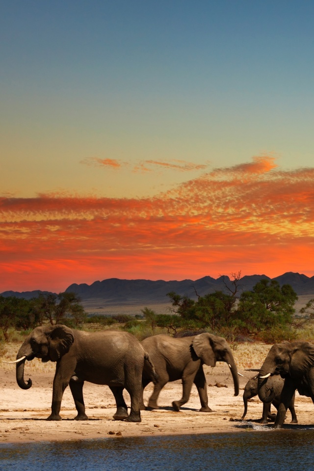 Обои Herd of elephants Safari 640x960