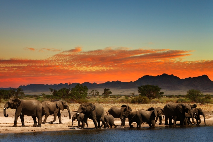 Herd of elephants Safari wallpaper