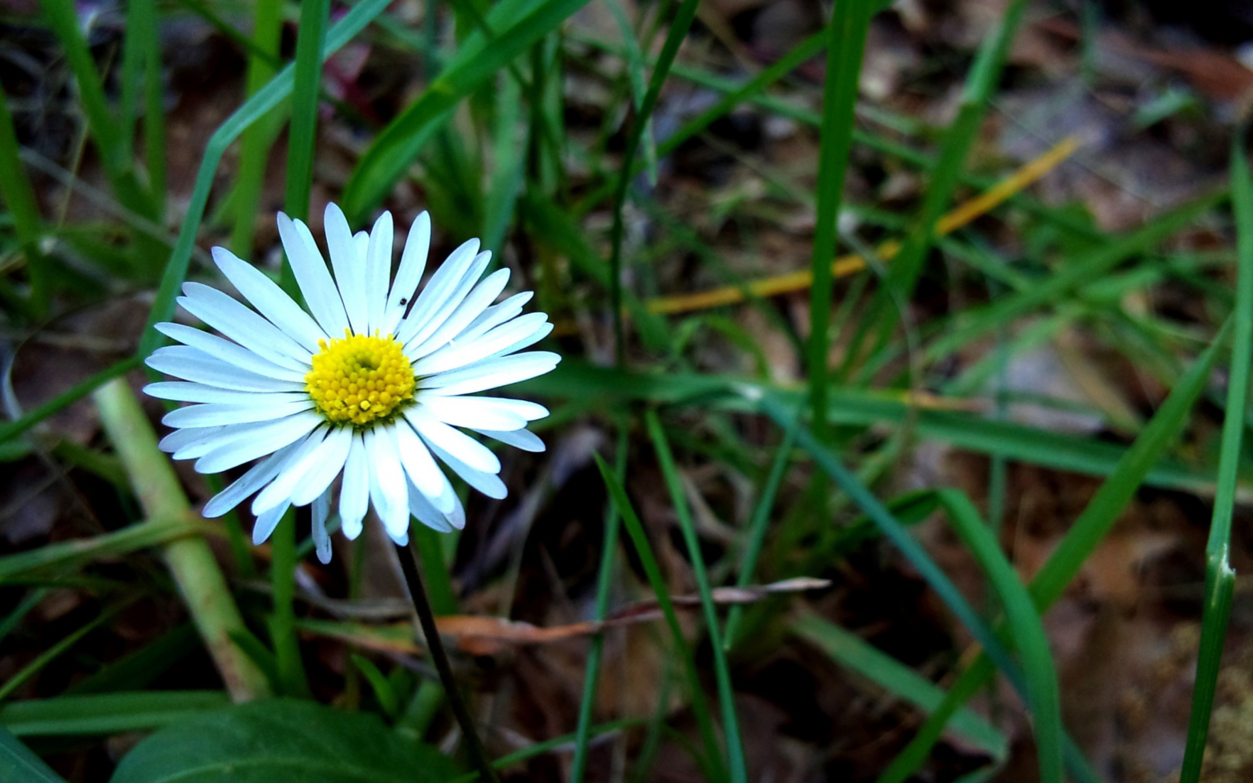 Sfondi Daisy 2560x1600