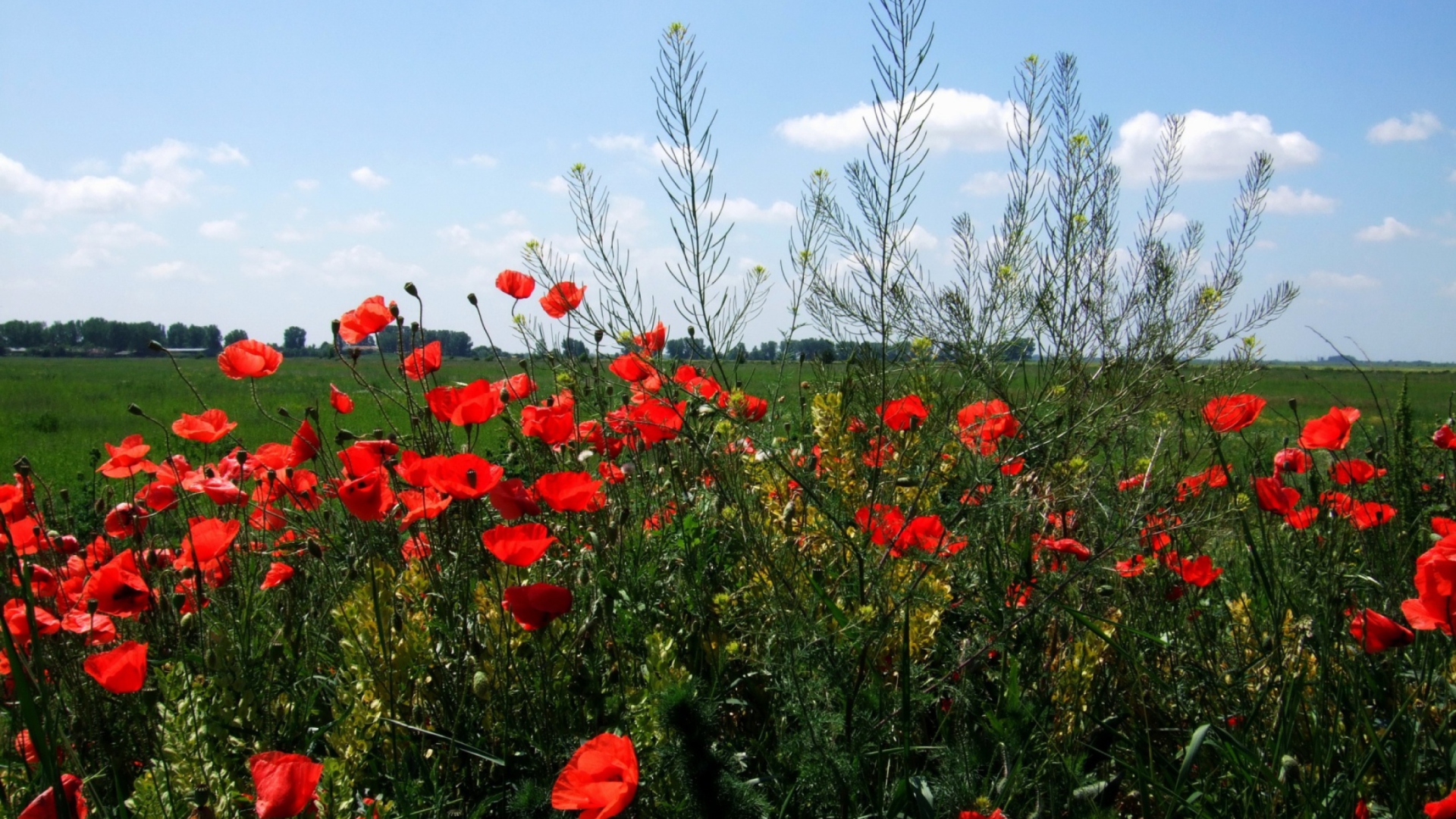 Sfondi Red Poppies 1920x1080