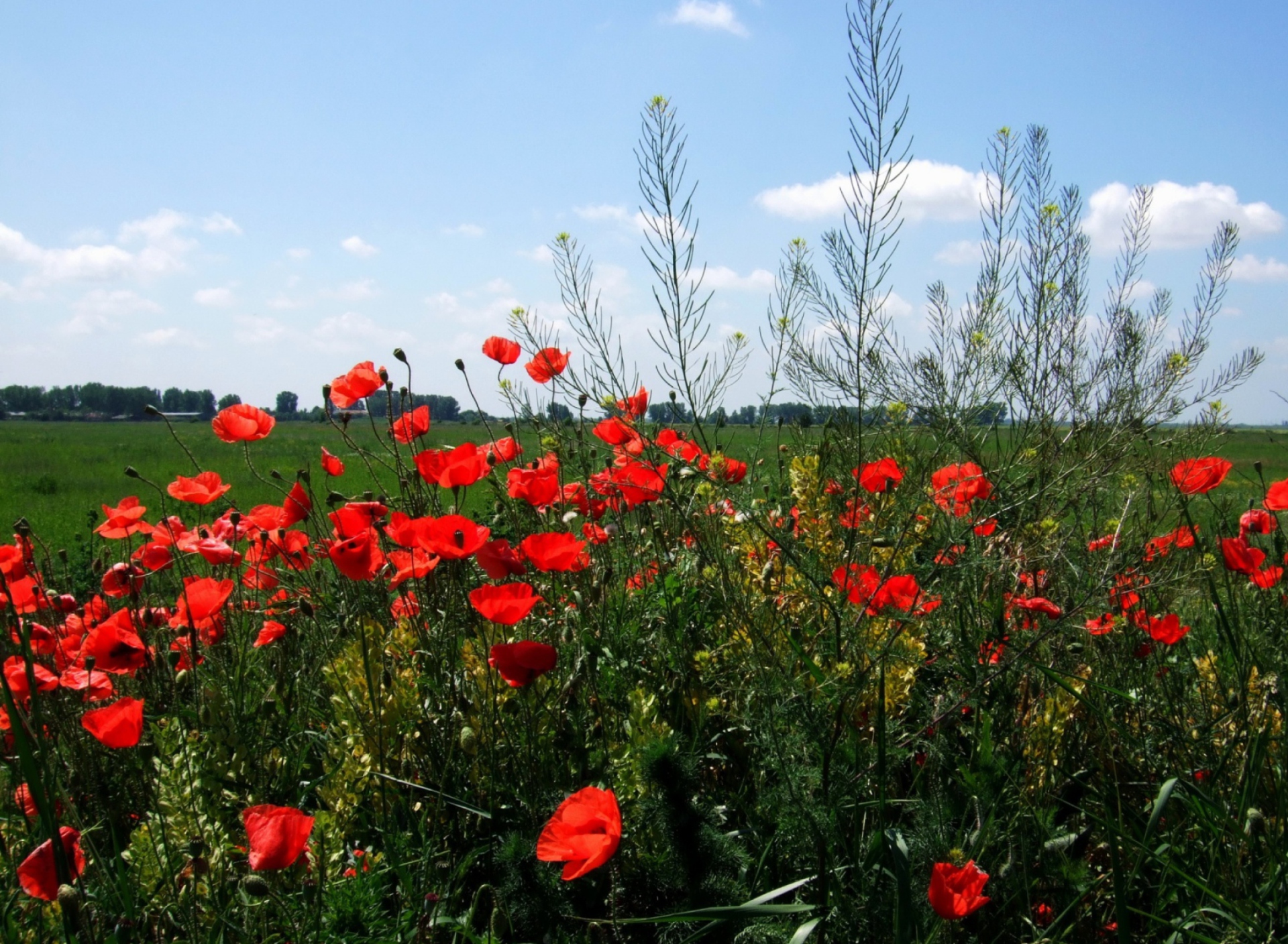 Red Poppies wallpaper 1920x1408