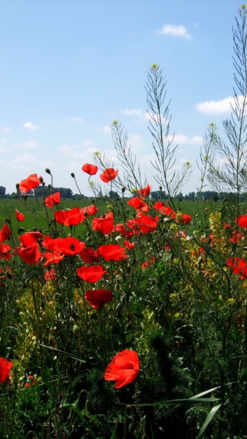 Red Poppies wallpaper 360x640