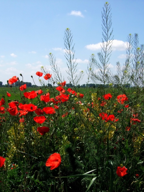 Red Poppies wallpaper 480x640