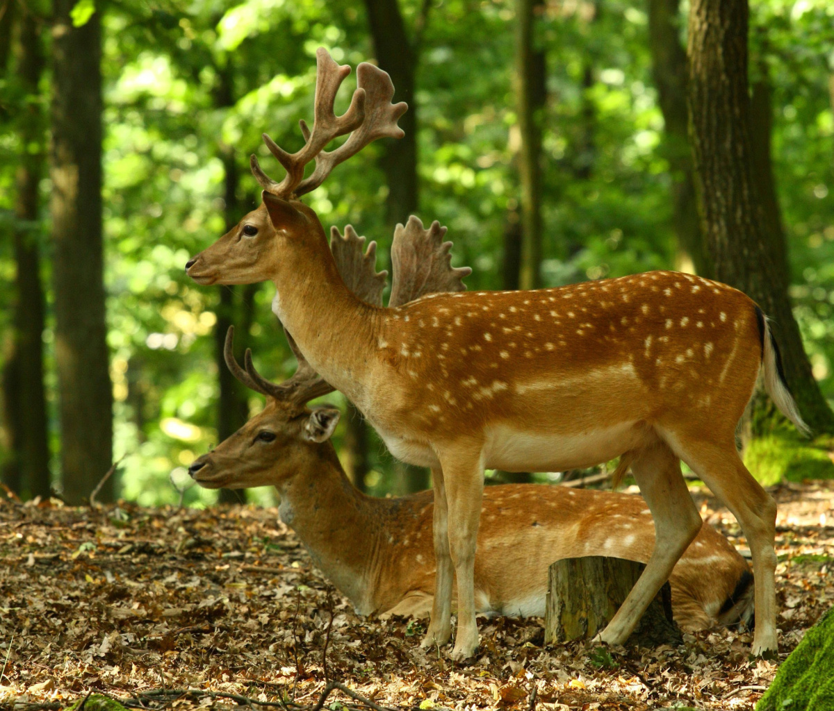 Sika Deer wallpaper 1200x1024