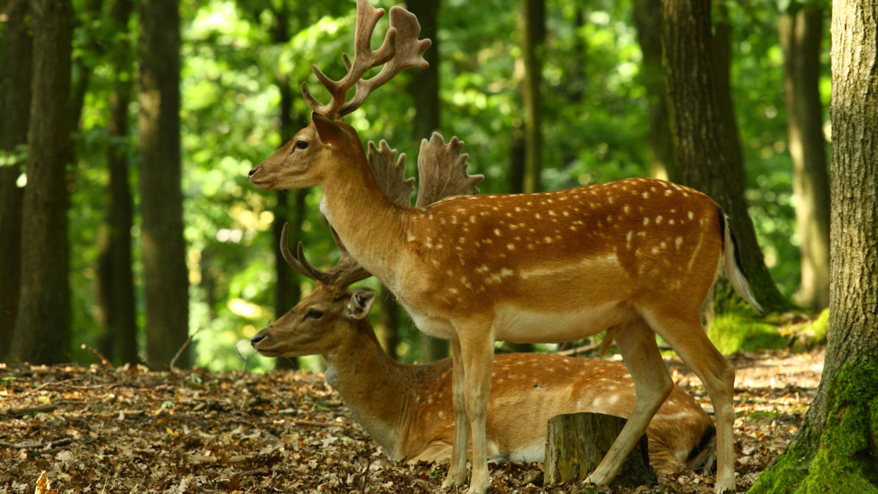 Sika Deer screenshot #1 1280x720