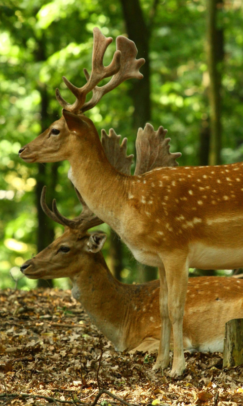 Sika Deer wallpaper 480x800