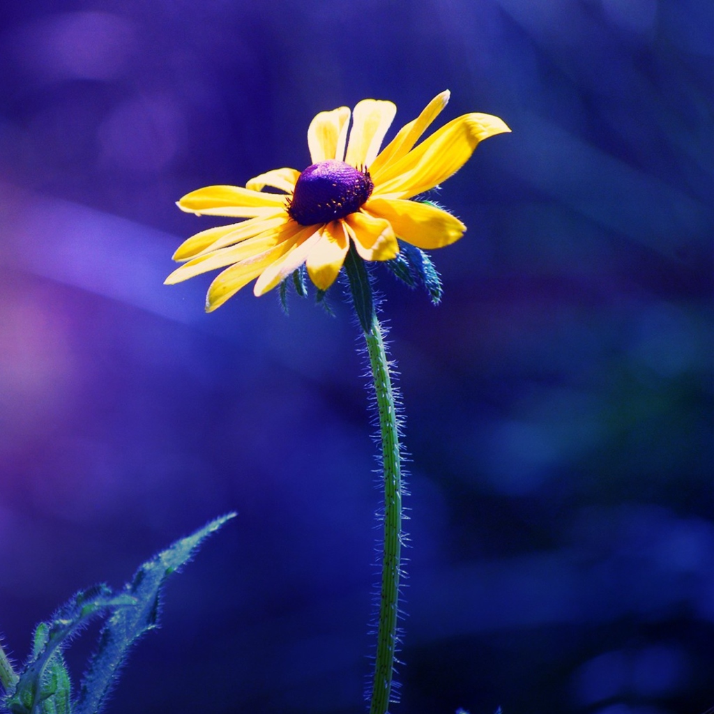 Sfondi Yellow Flower On Dark Blue Background 1024x1024
