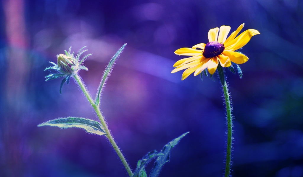 Screenshot №1 pro téma Yellow Flower On Dark Blue Background 1024x600