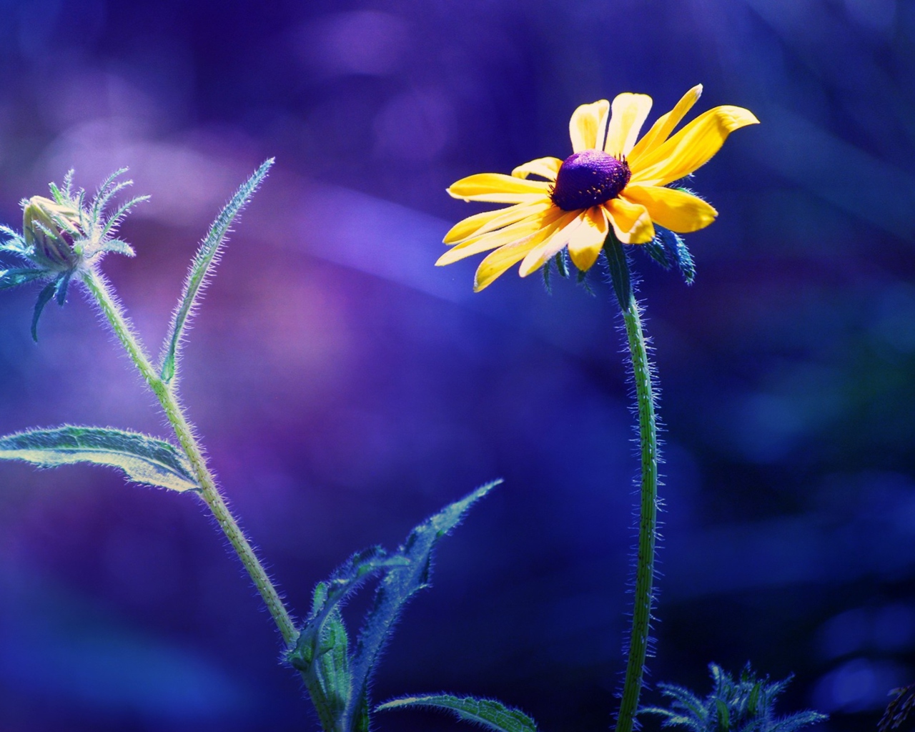 Sfondi Yellow Flower On Dark Blue Background 1280x1024