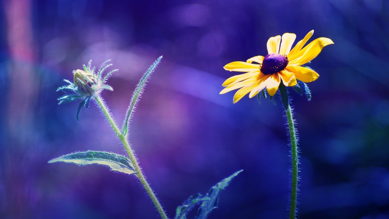Обои Yellow Flower On Dark Blue Background 1280x720