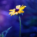 Fondo de pantalla Yellow Flower On Dark Blue Background 128x128