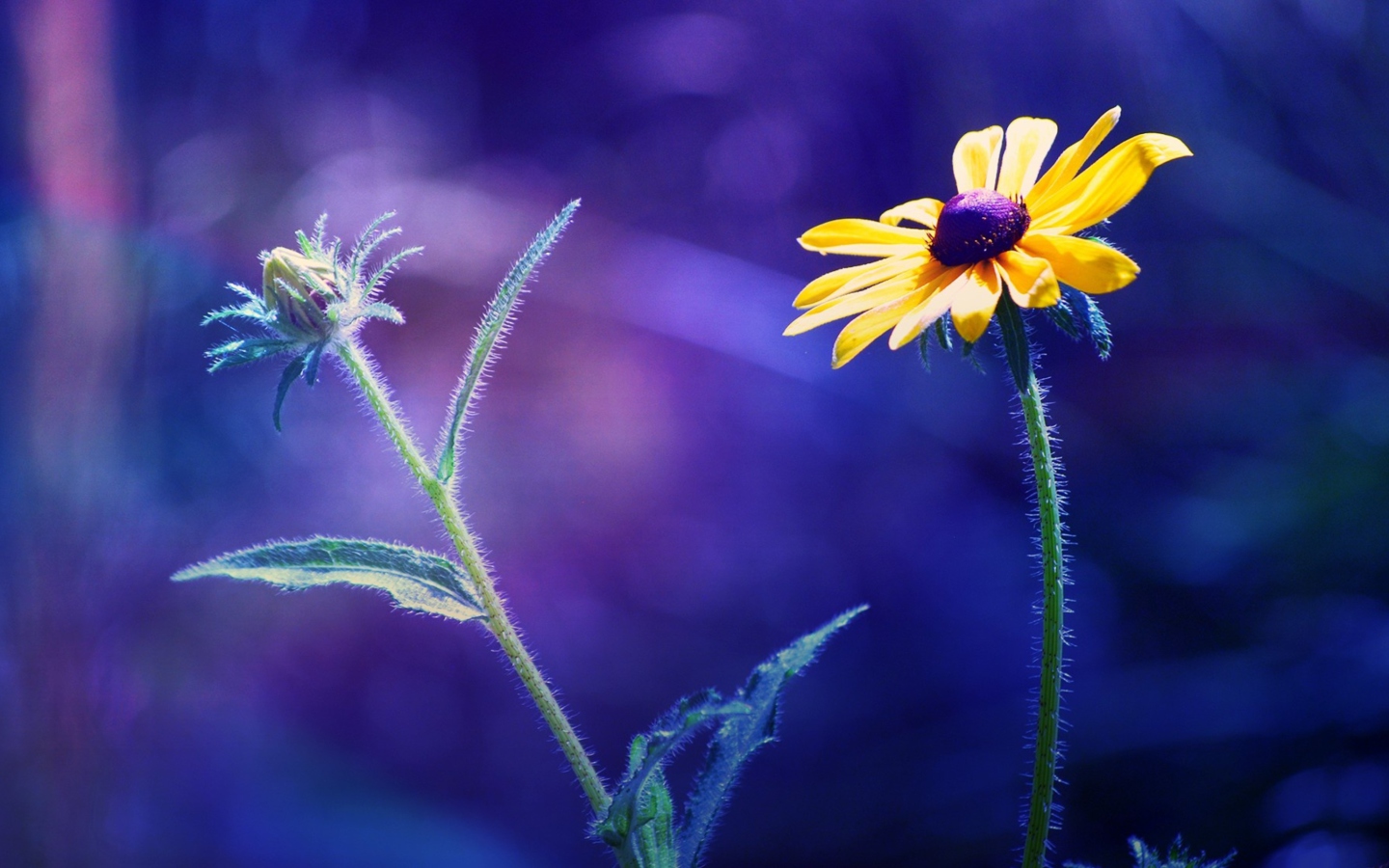 Yellow Flower On Dark Blue Background screenshot #1 1440x900