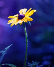 Screenshot №1 pro téma Yellow Flower On Dark Blue Background 176x220