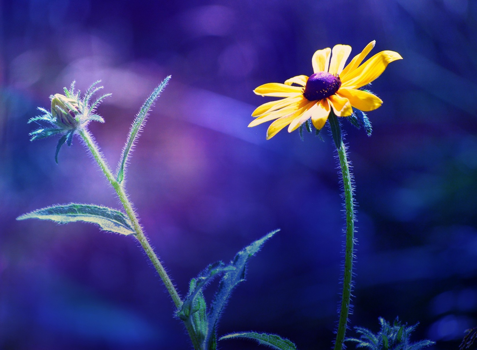 Fondo de pantalla Yellow Flower On Dark Blue Background 1920x1408