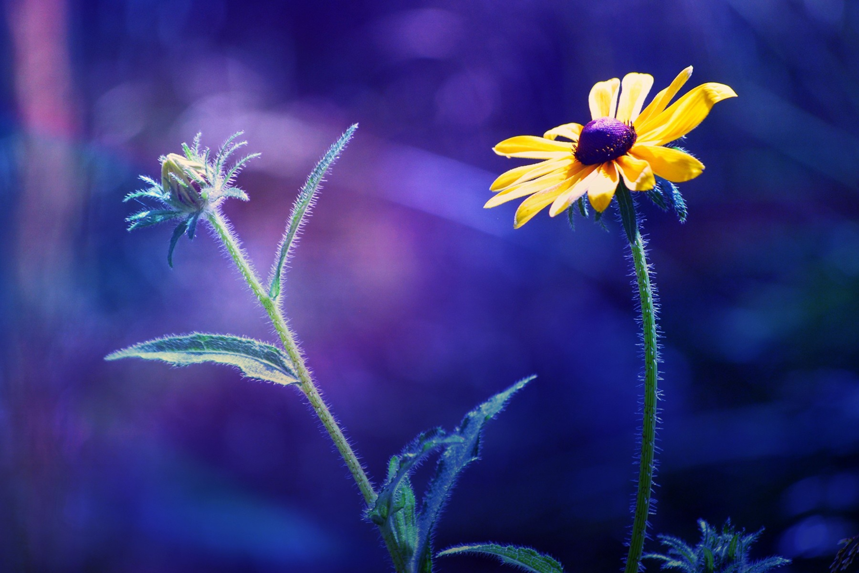 Fondo de pantalla Yellow Flower On Dark Blue Background 2880x1920