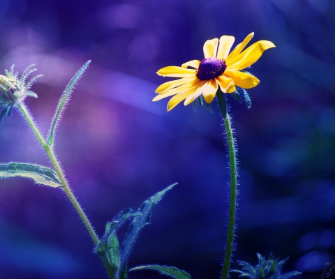 Fondo de pantalla Yellow Flower On Dark Blue Background 480x400