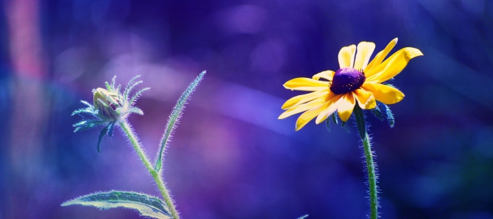 Fondo de pantalla Yellow Flower On Dark Blue Background 720x320