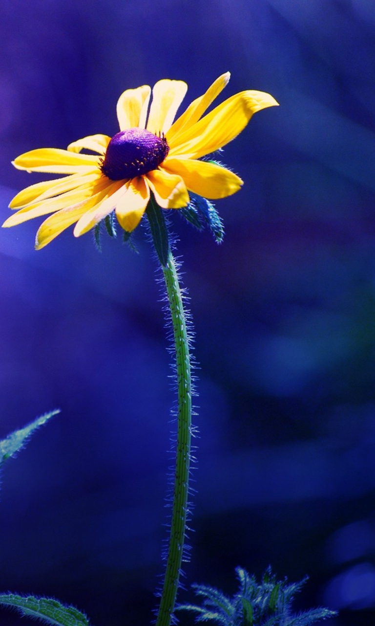 Обои Yellow Flower On Dark Blue Background 768x1280