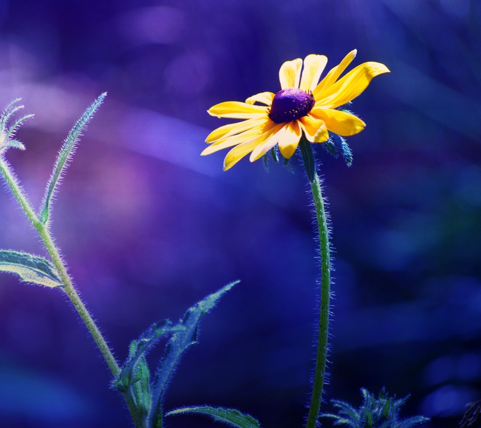 Das Yellow Flower On Dark Blue Background Wallpaper 960x854