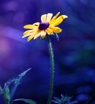 Yellow Flower On Dark Blue Background - Obrázkek zdarma pro Samsung B159 Hero Plus