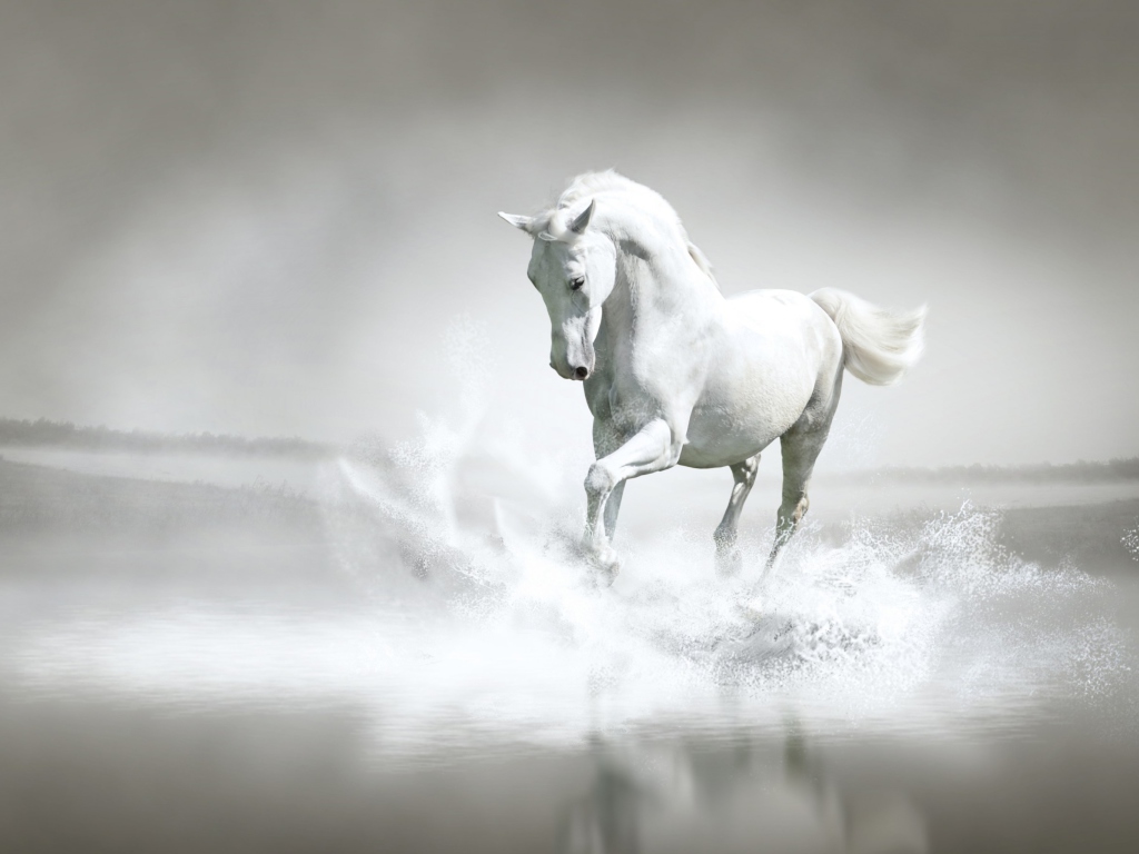 Обои White Horse 1024x768