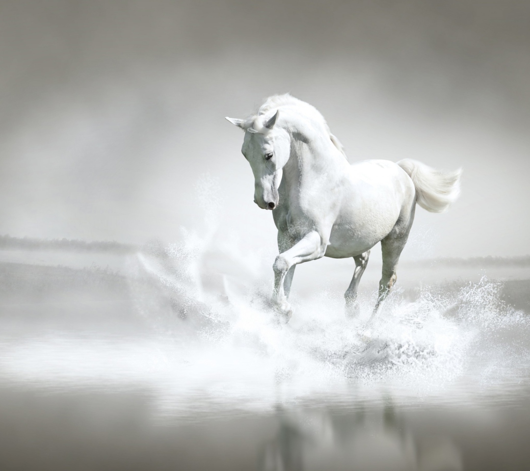 Fondo de pantalla White Horse 1080x960