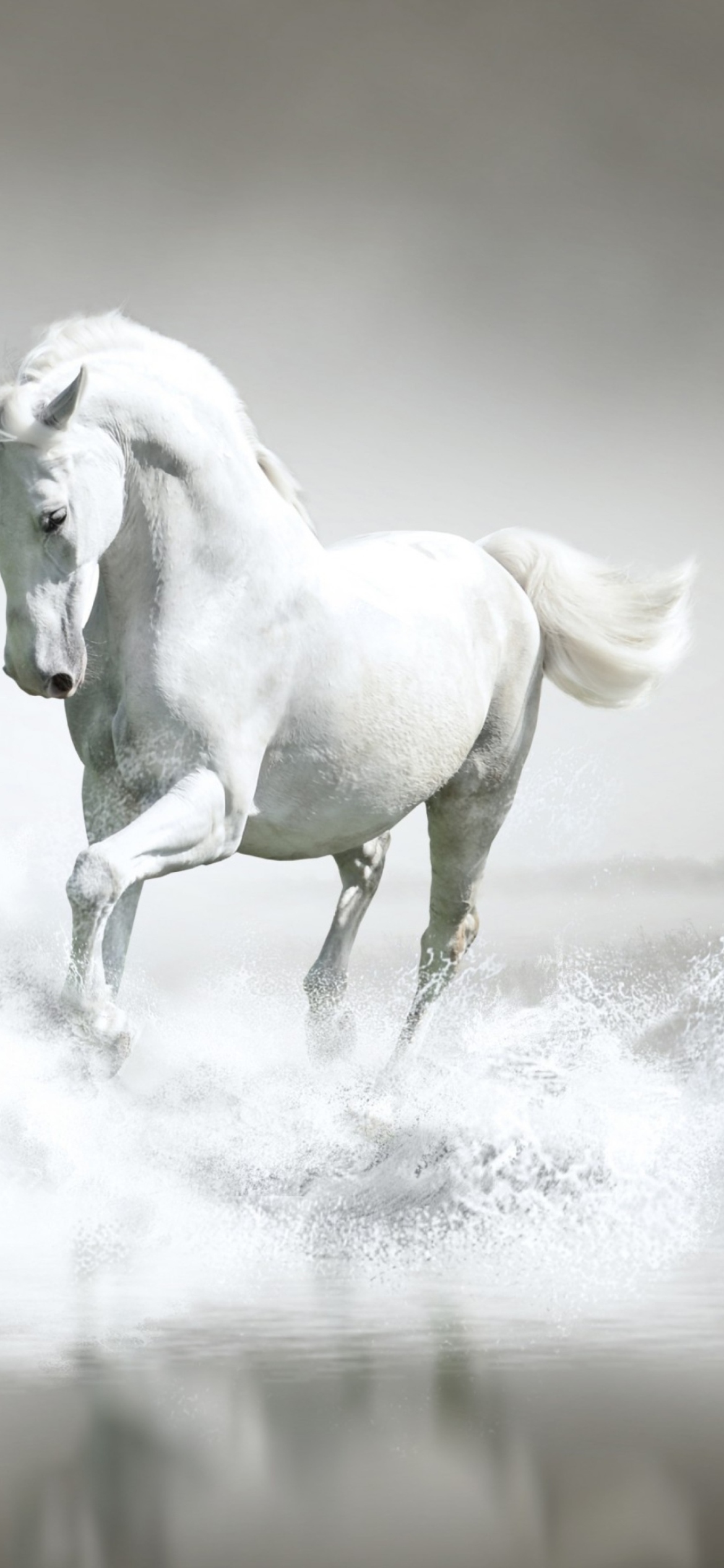 White Horse wallpaper 1170x2532