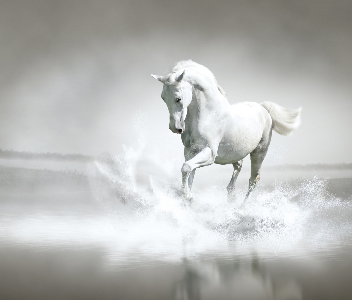 Sfondi White Horse 1200x1024