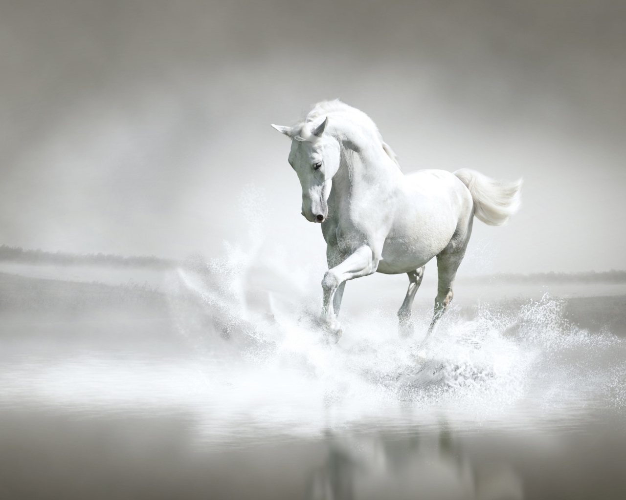 Обои White Horse 1280x1024