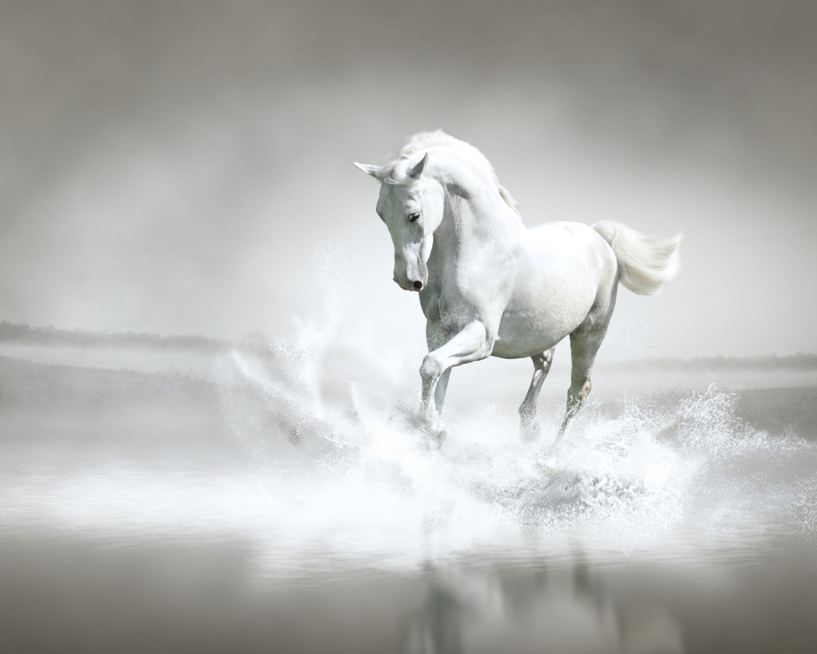 White Horse wallpaper 1600x1280