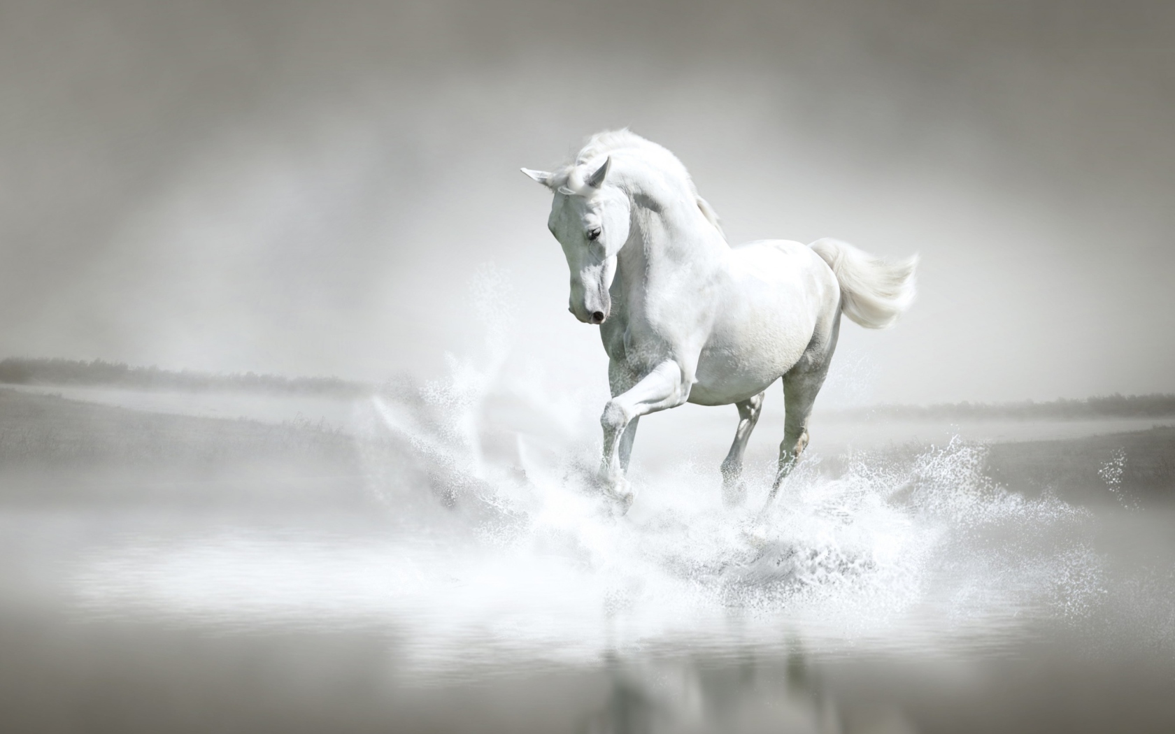 Screenshot №1 pro téma White Horse 1680x1050