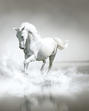 White Horse wallpaper 176x220