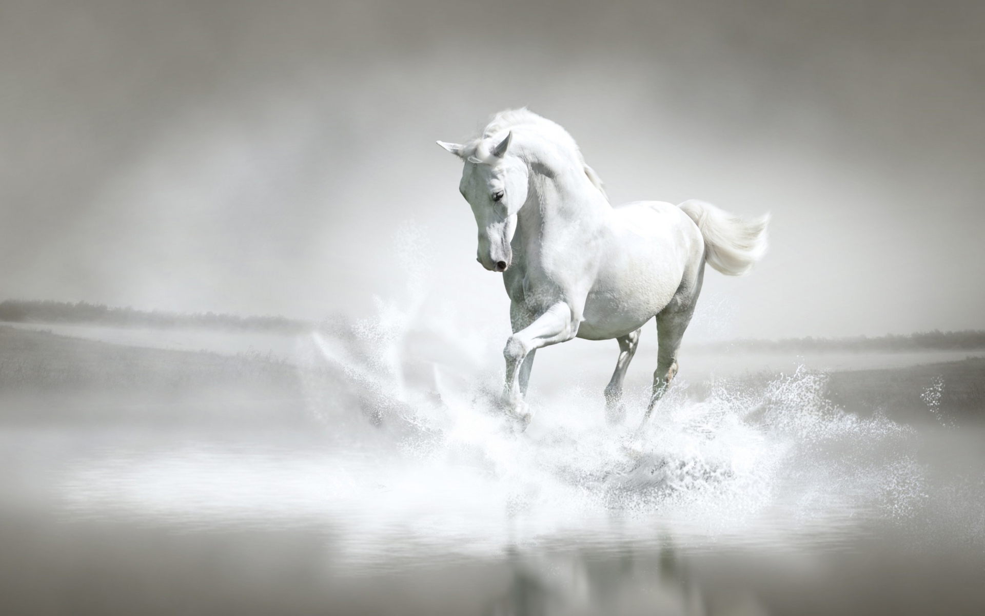 Sfondi White Horse 1920x1200