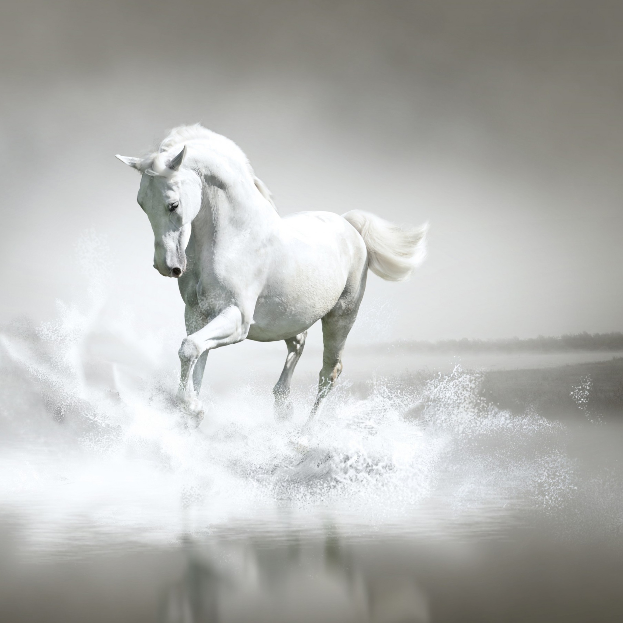 White Horse wallpaper 2048x2048