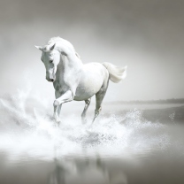 White Horse wallpaper 208x208