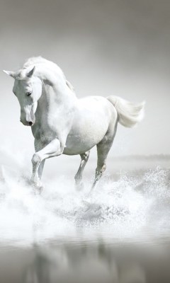 Fondo de pantalla White Horse 240x400