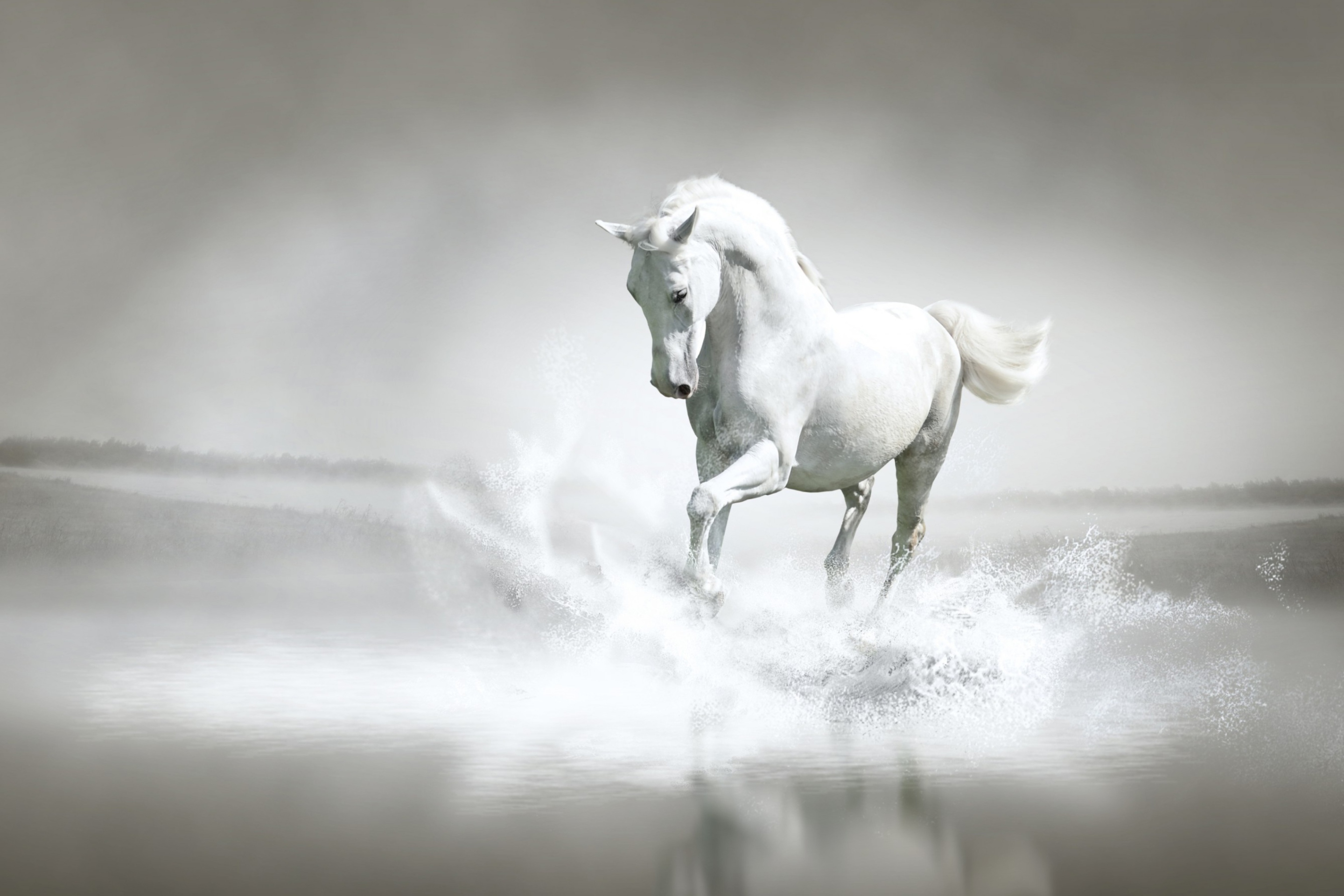 White Horse wallpaper 2880x1920