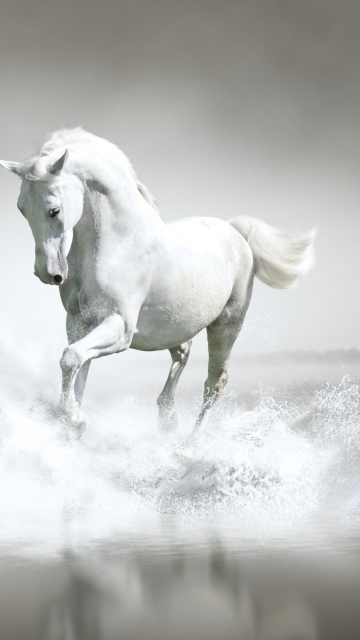 White Horse wallpaper 360x640