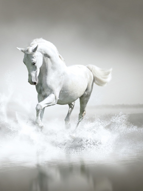 Sfondi White Horse 480x640