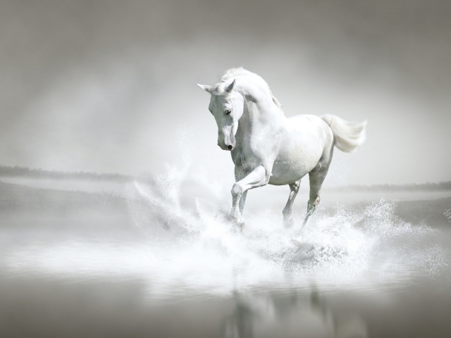 Fondo de pantalla White Horse 640x480